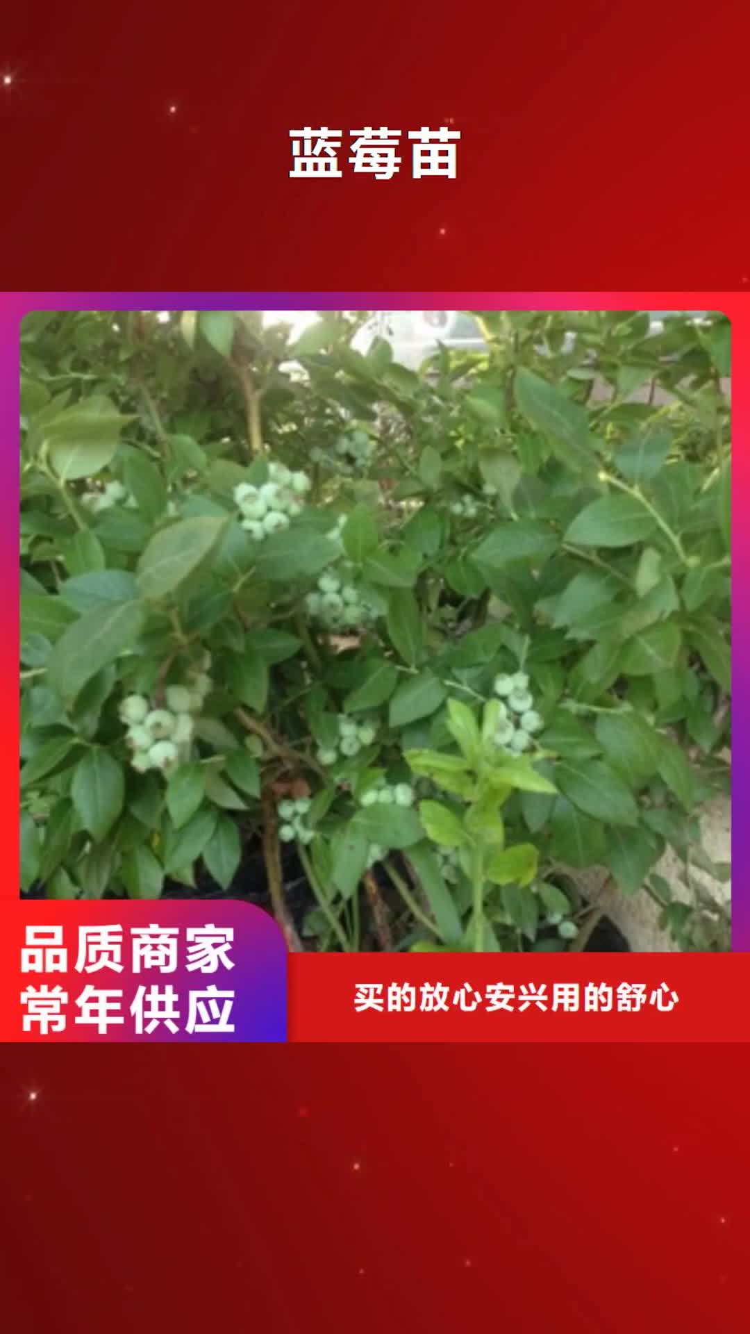 镇江【蓝莓苗】 泰山景松 造型景松质优价廉