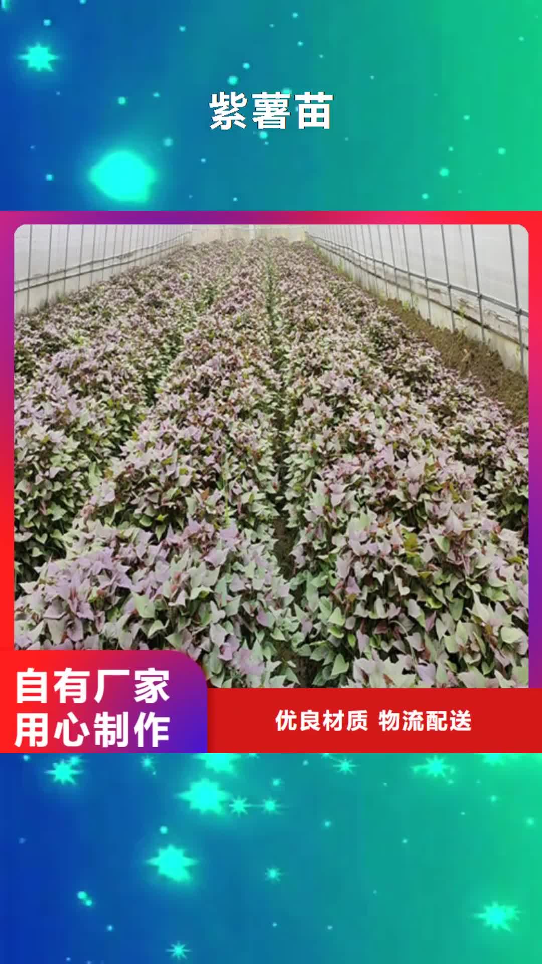 江苏【紫薯苗】-南瓜丁厂家常年出售