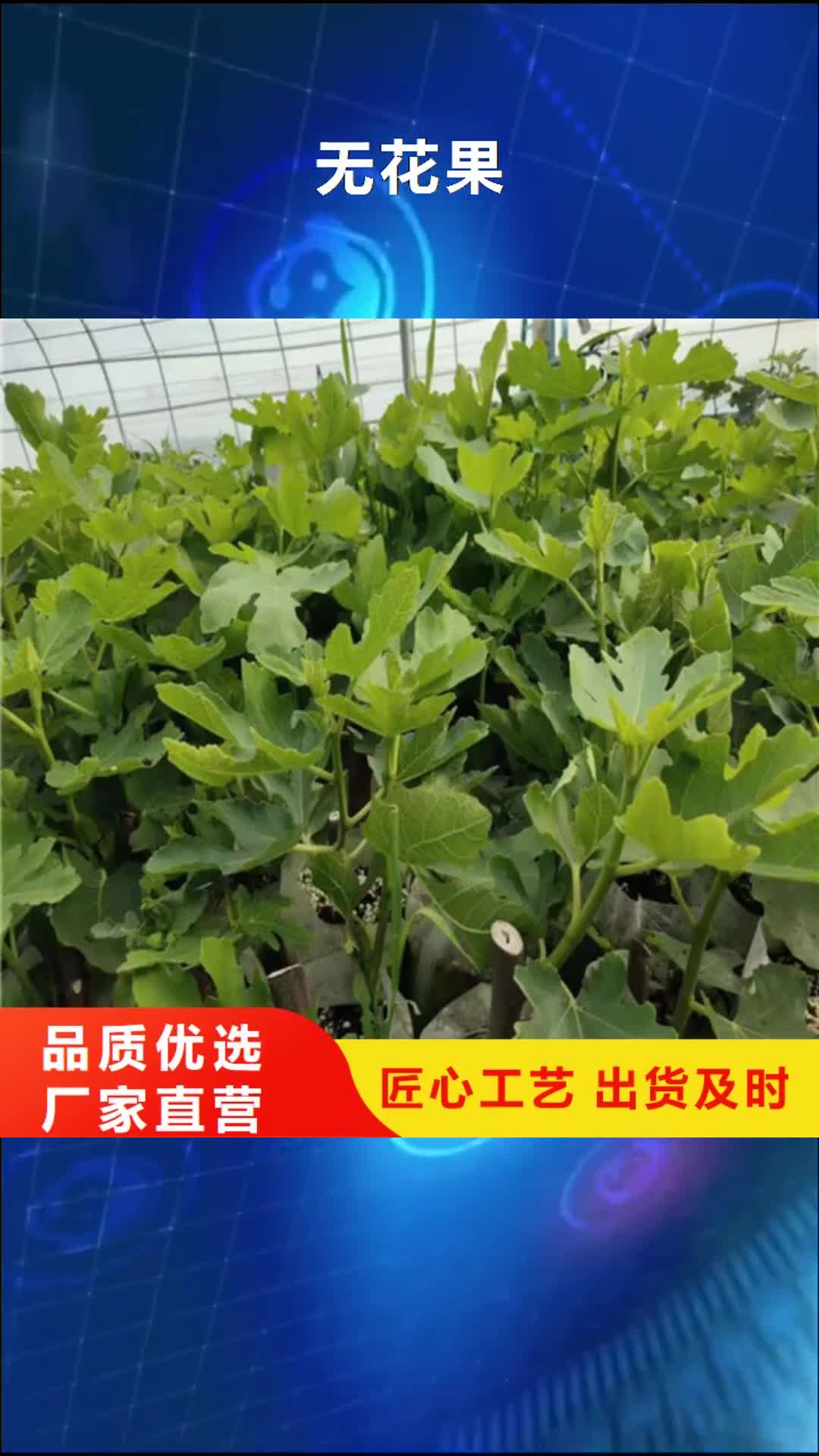 宿迁【无花果】_猕猴桃苗加工定制