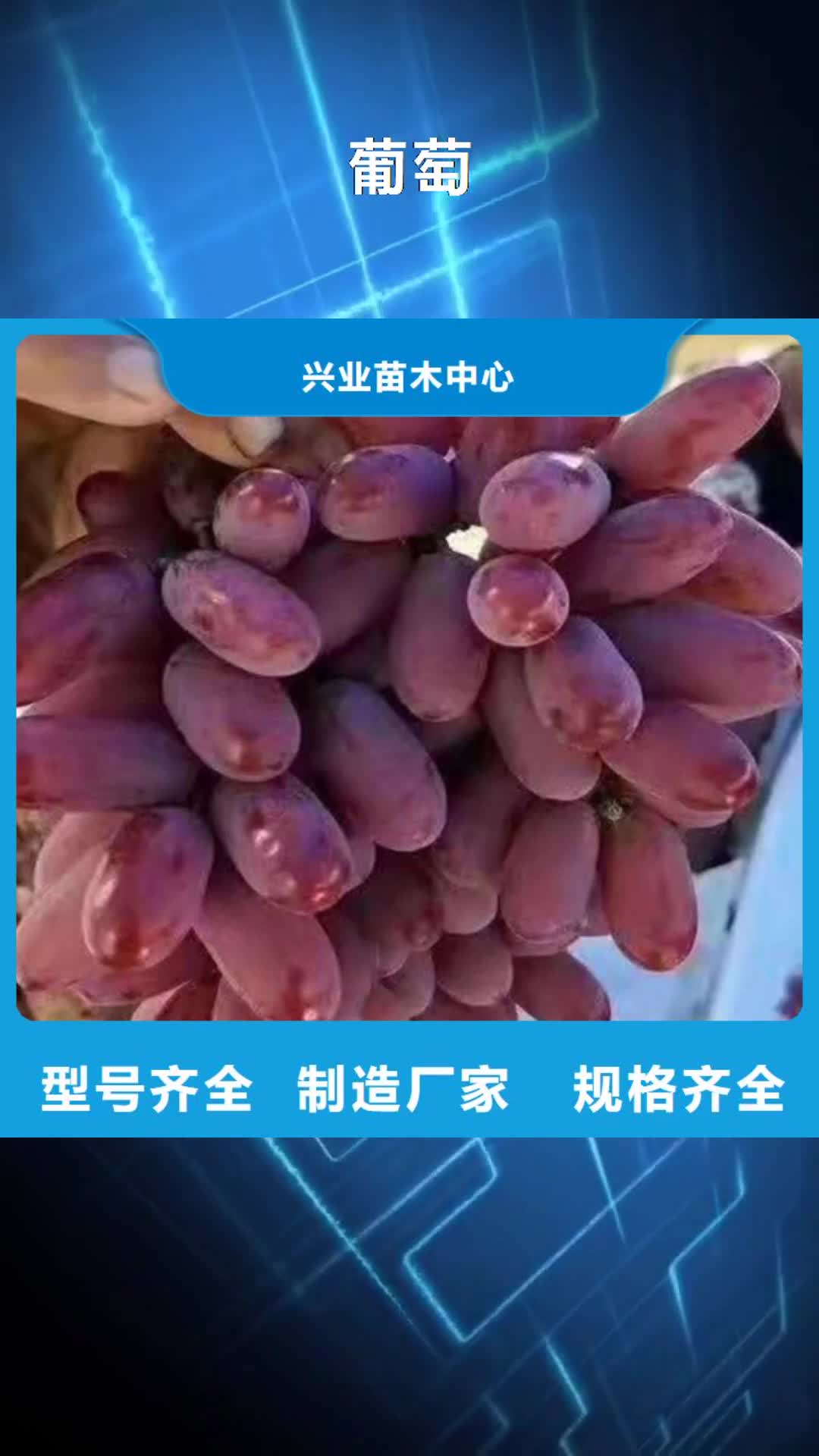 黄石【葡萄】_大棚草莓苗优质原料