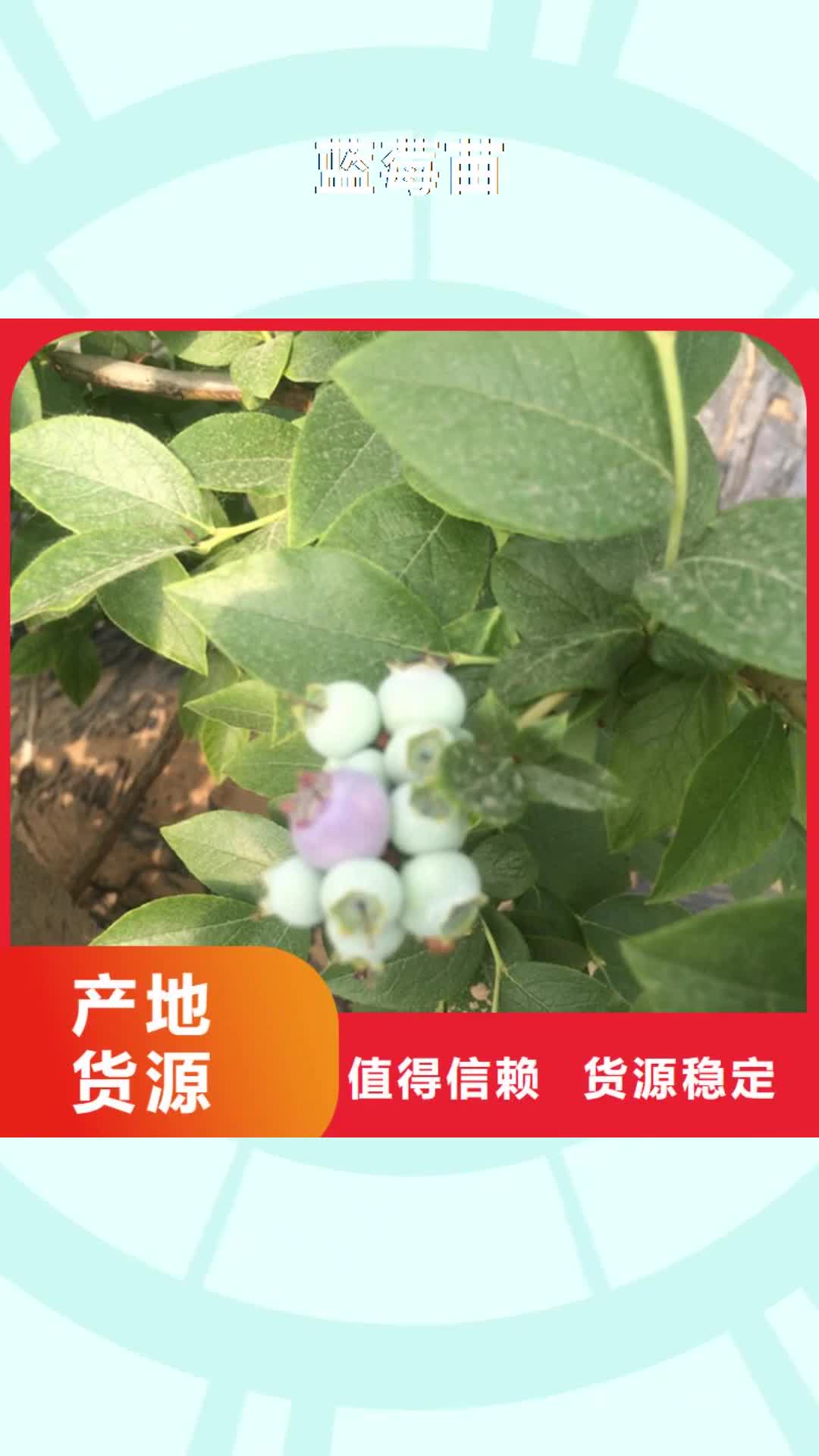揭阳【蓝莓苗】苹果苗全品类现货