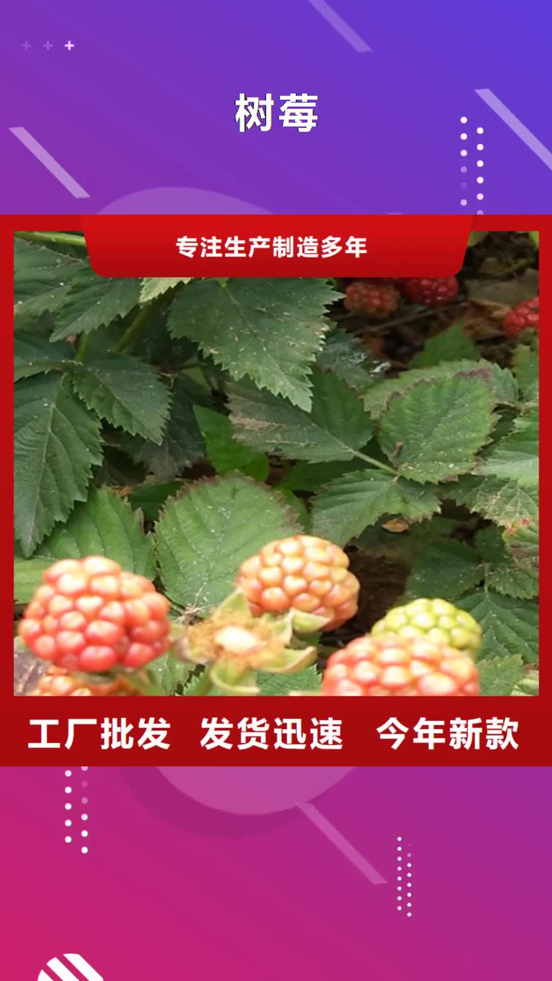 随州 树莓,【无花果苗】优质原料